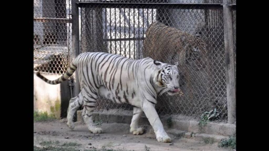 Patna Zoo Ticket Price