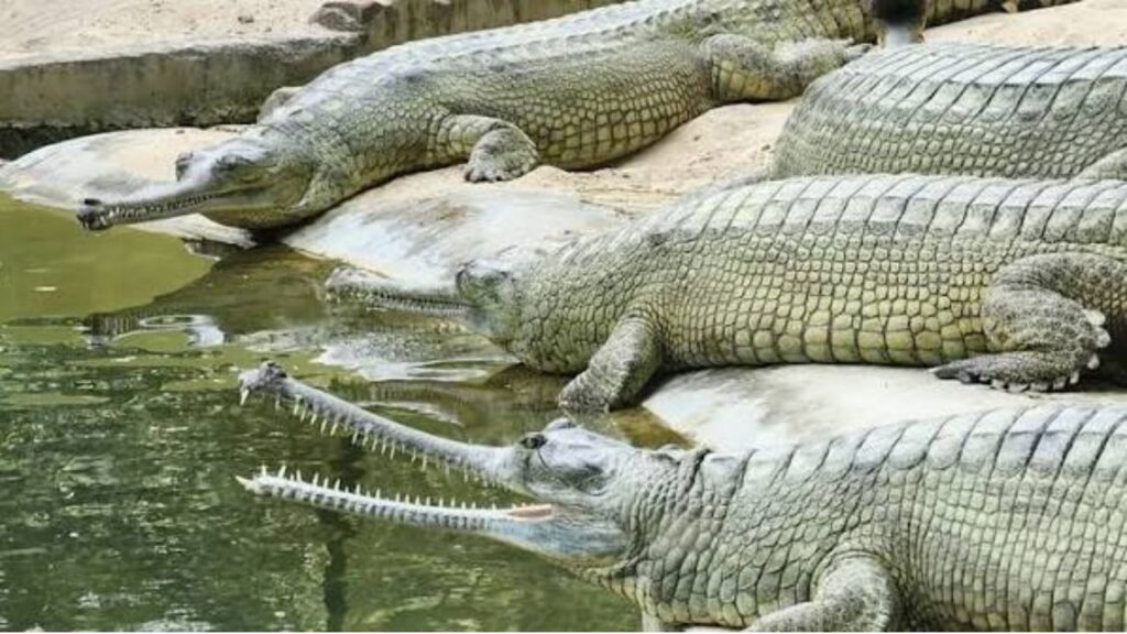 Patna Zoo Ticket Price